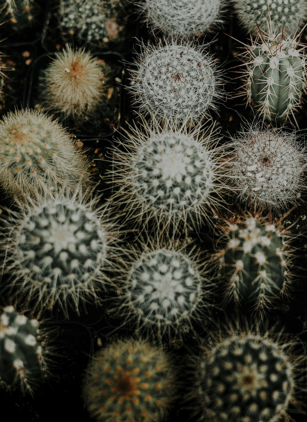 Cactus