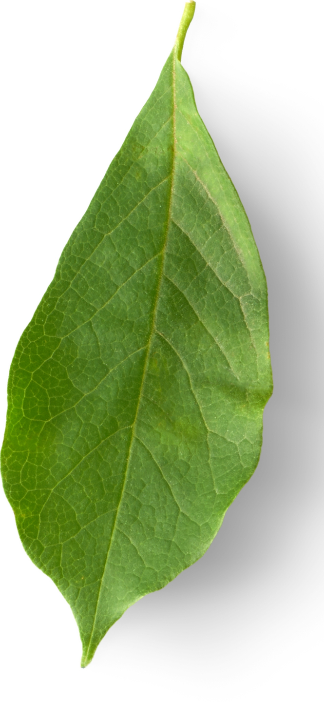 Green Leaf