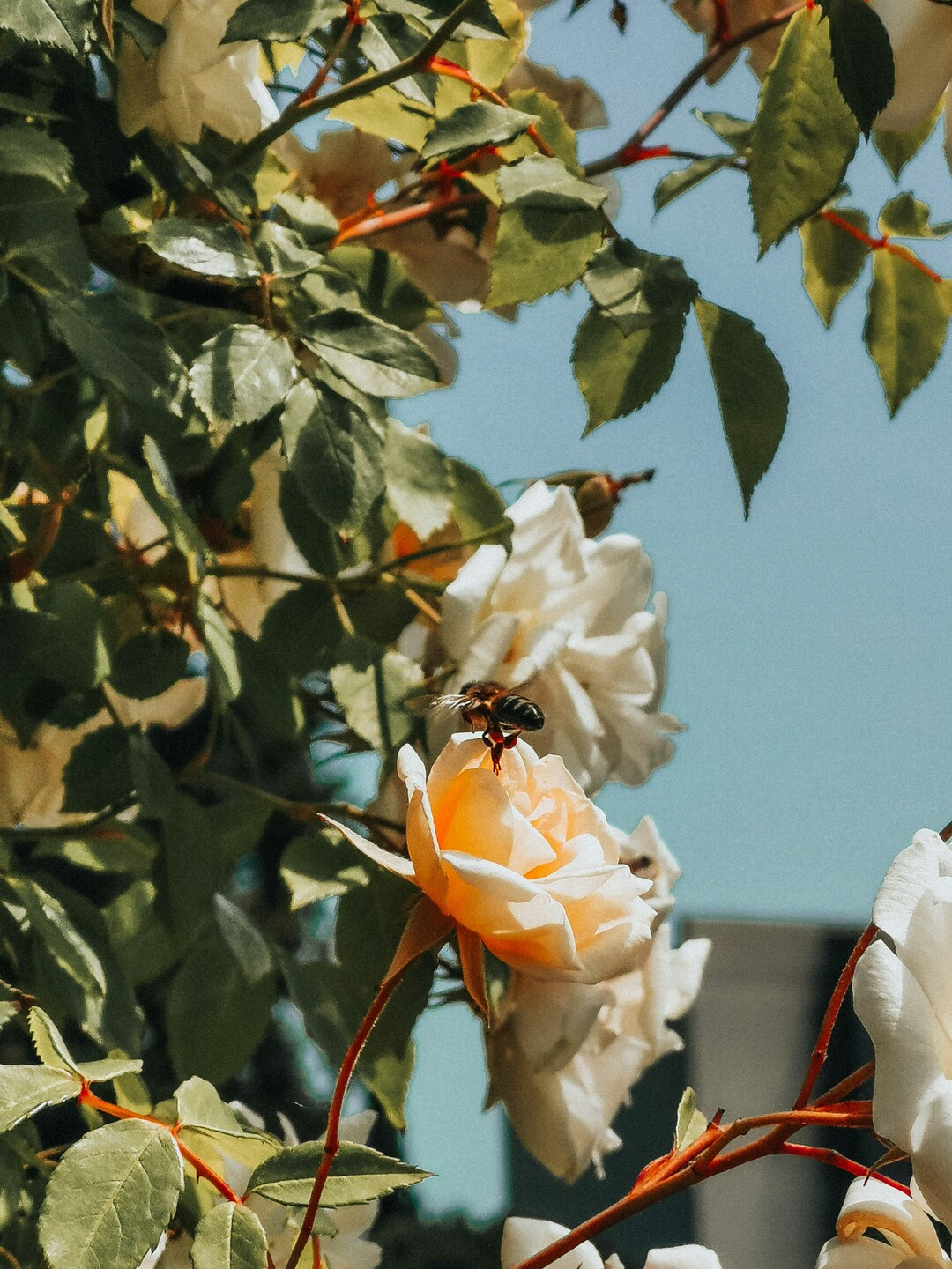Flowers, Leaves