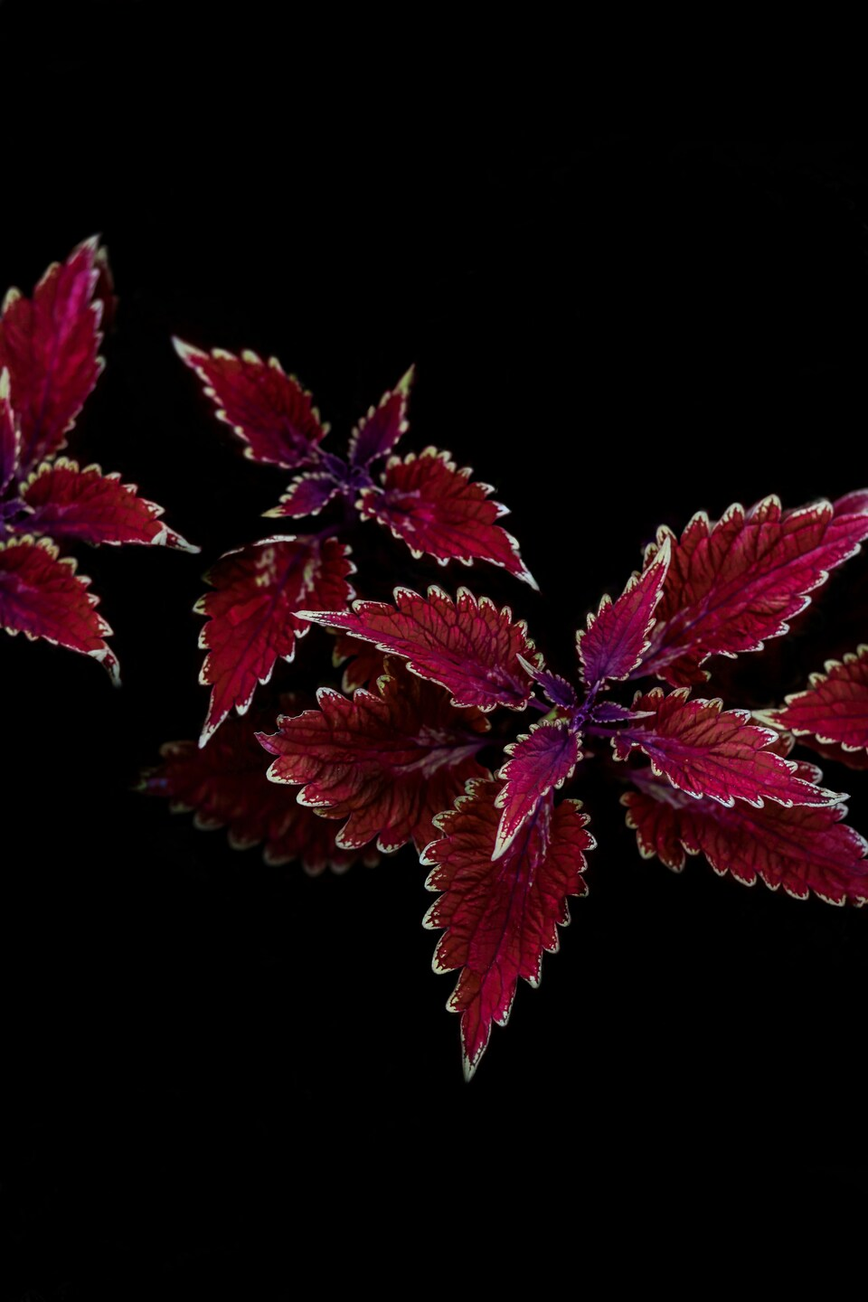 Maple