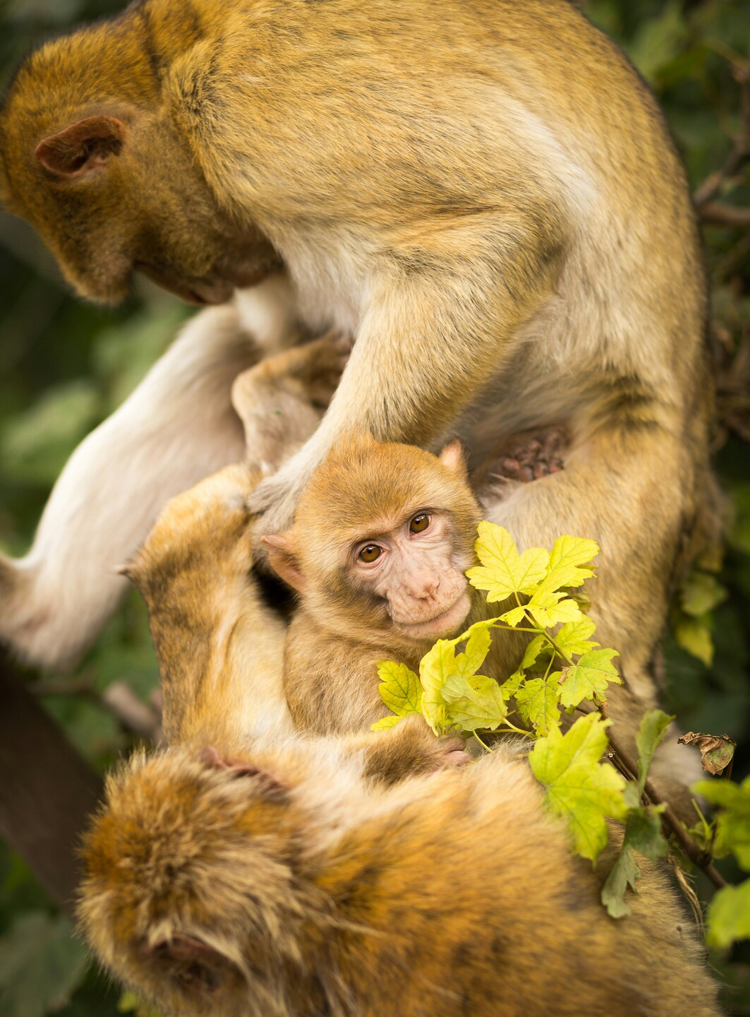 Wildlife