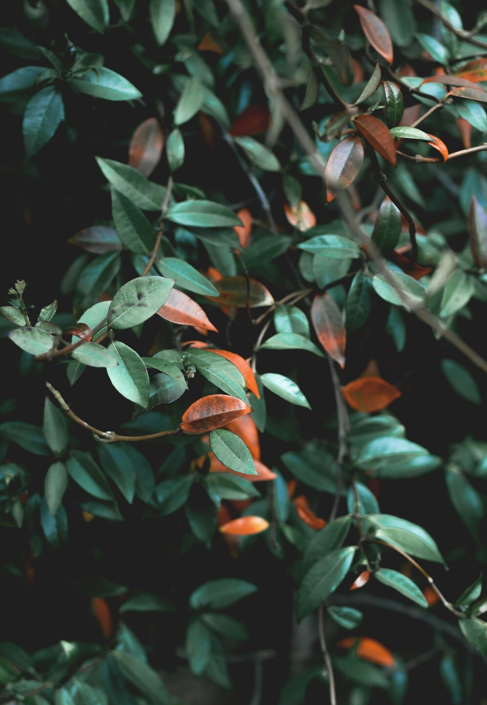 Plant