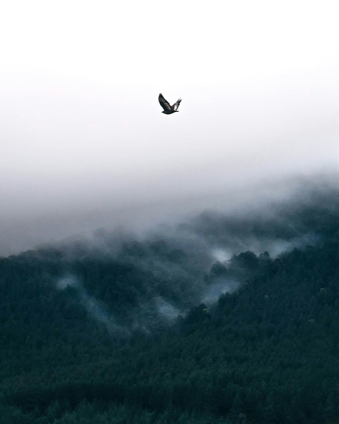 Bird Flying