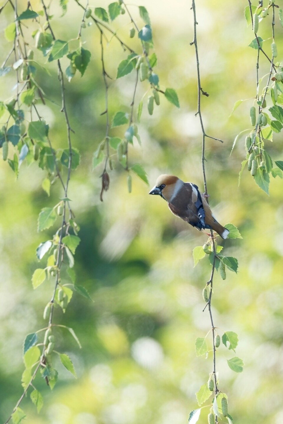 Bird