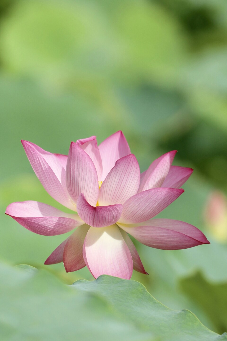 Pink and Green