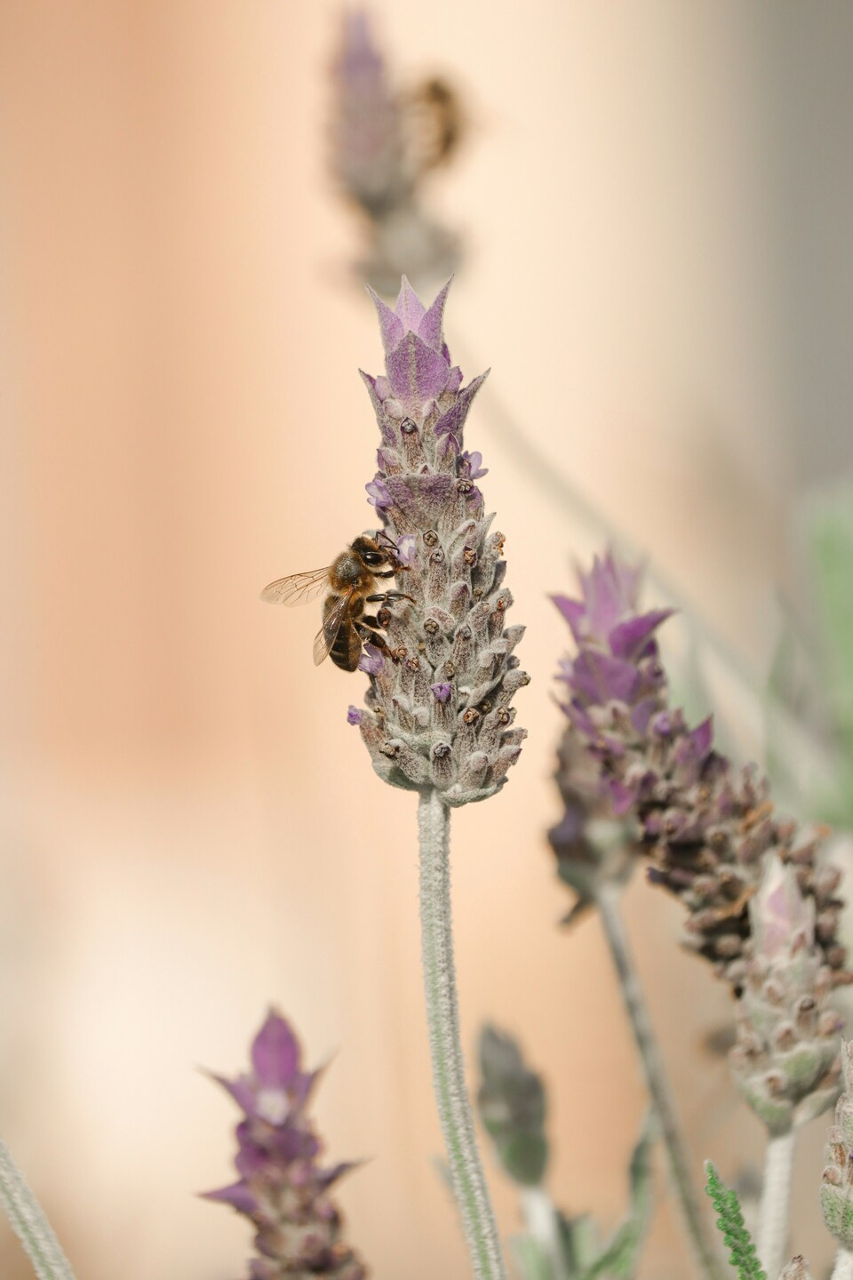 Lavender