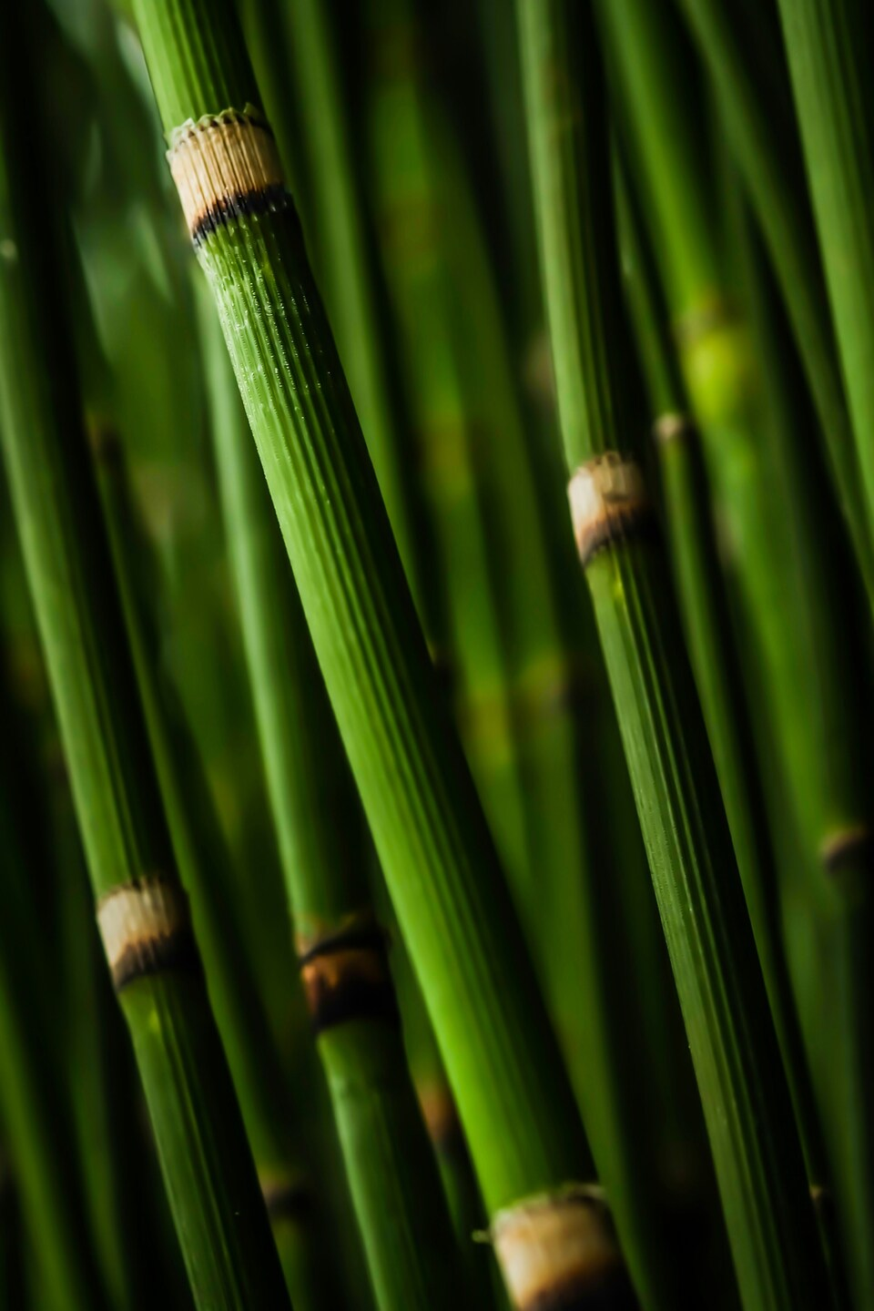 Bamboo Stalks