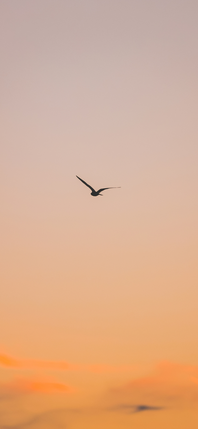Flight