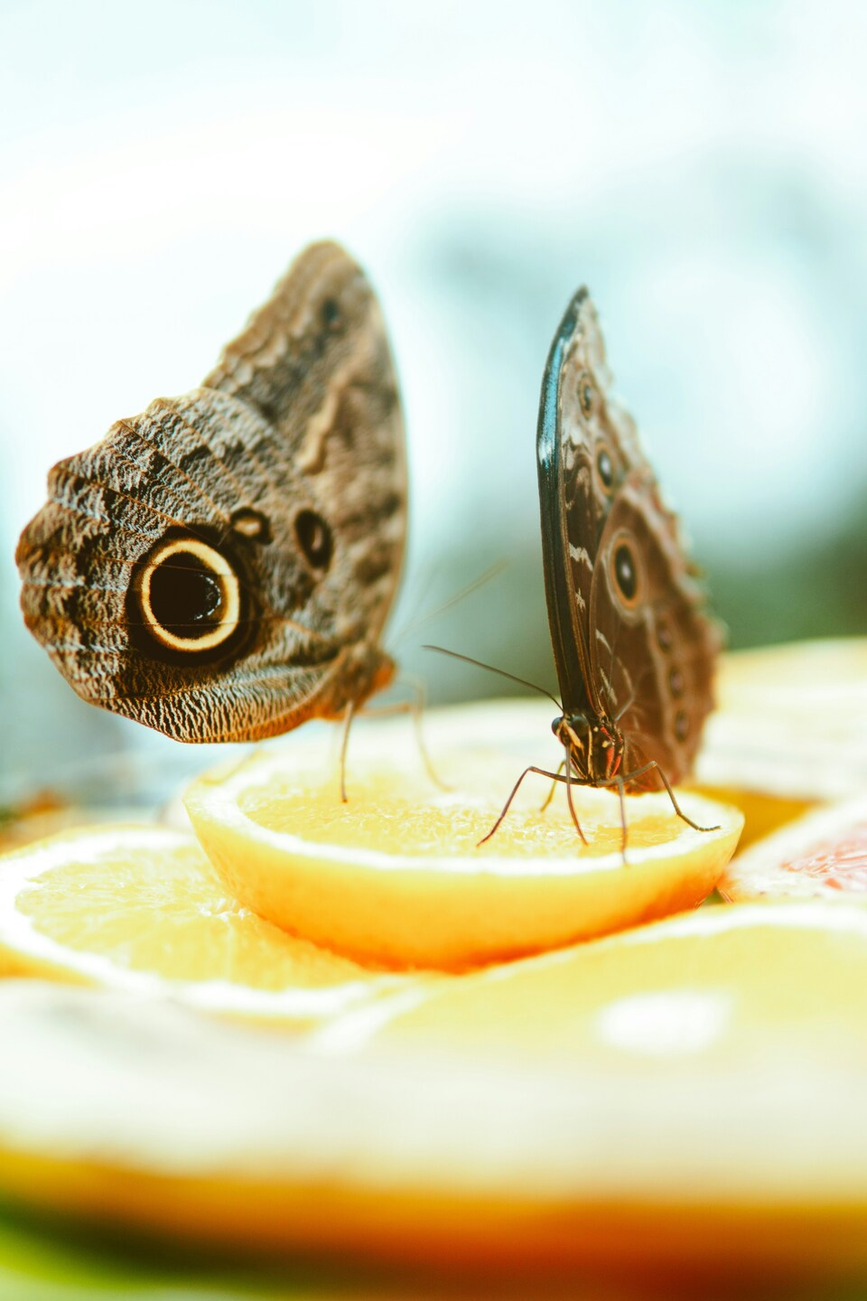 Butterfly, Fruit Slice