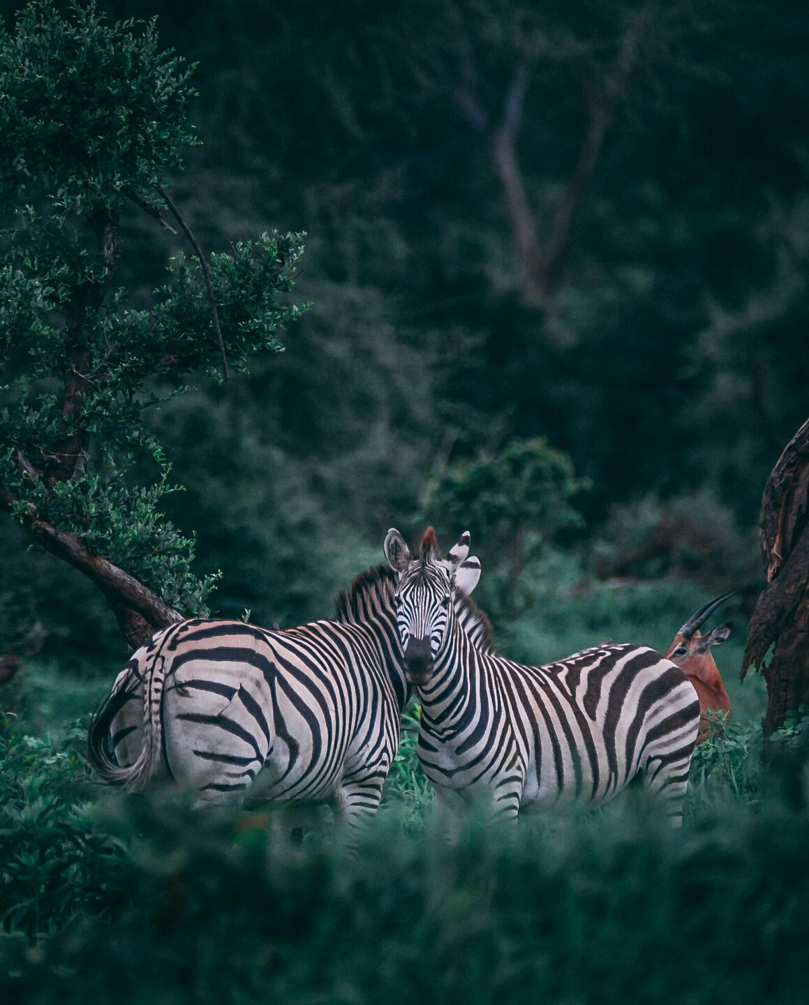 Zebras