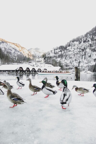 Ducks on Frozen Pond Wallpaper – Winter Nature Aesthetic