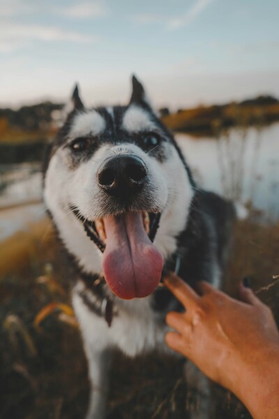 • “Aesthetic Husky Puppy Background Wallpaper – 4K Ultra HD