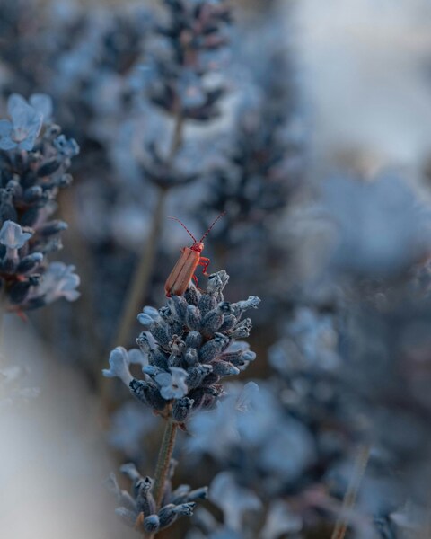 Flower, Bee