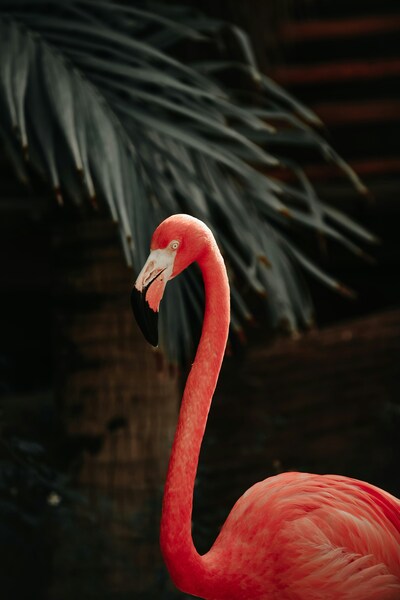 pink flamingo