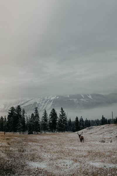 Snowy Mountain Meadow Wallpaper – Aesthetic Winter Landscape 4K Ultra HD