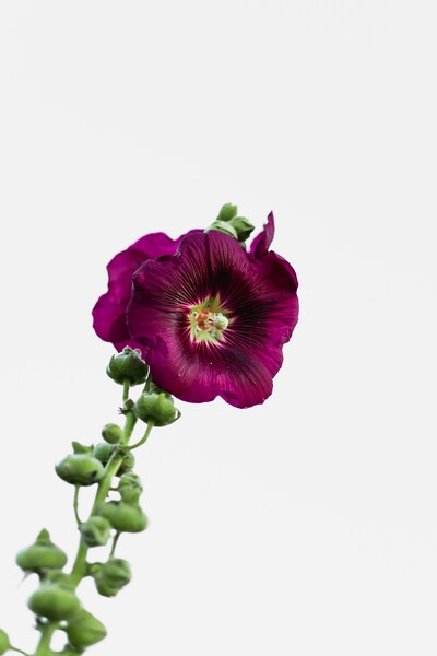Minimalist 4K Purple Flower Wallpaper – Aesthetic Background