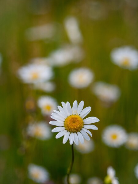 • Aesthetic Daisy Field Wallpaper – Vintage Style HD Background