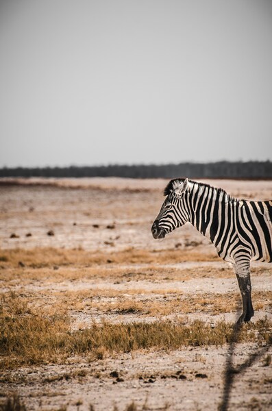 • Zebra Desert Wallpaper – Realistic Aesthetic 4K Ultra HD