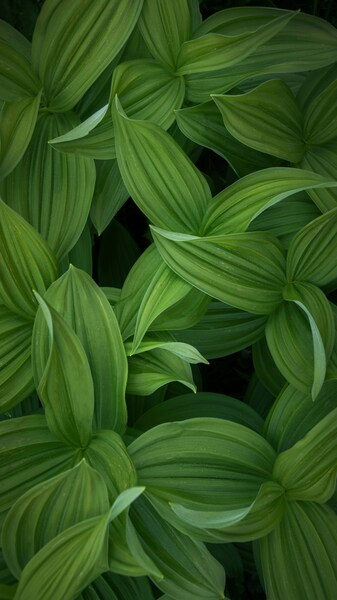 Abstract Green Leaves Wallpaper - Aesthetic 4K Ultra HD Desktop Background