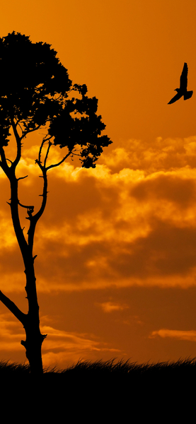 Minimalist Orange Sky Wallpaper - Silhouette of Tree and Bird