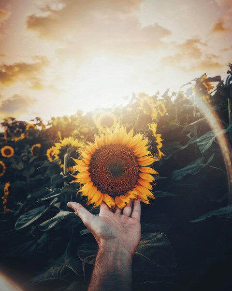 Aesthetic Sunflower Wallpaper - iPhone 4K Ultra HD