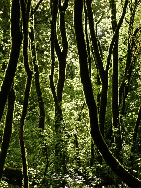 • Forest Trees Wallpaper – Realistic Landscape 4K • Aesthetic Scenic Wa