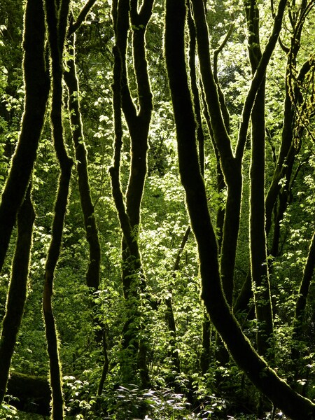 Trees, Forest