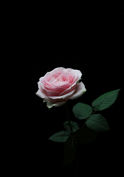 • 4K Pink Rose Wallpaper – Aesthetic Ultra HD Background