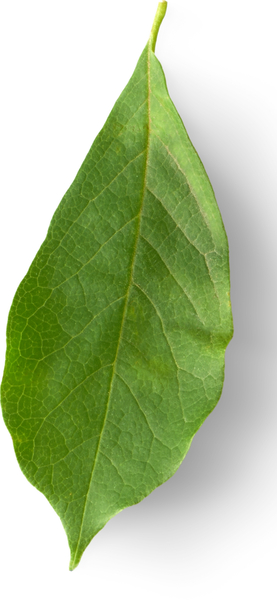 Minimalist Aesthetic Green Leaf Wallpaper