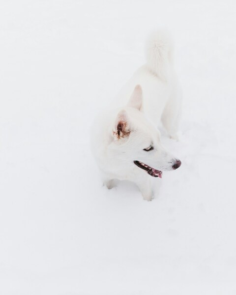 Husky