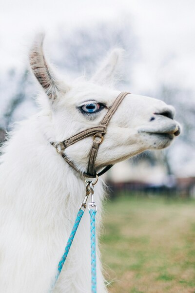 • ‘Llama with Blue Eyes – Aesthetic 4K Wallpaper