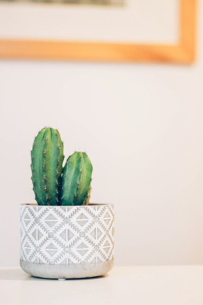 Cactus Wallpaper - Abstract Minimalist 4K