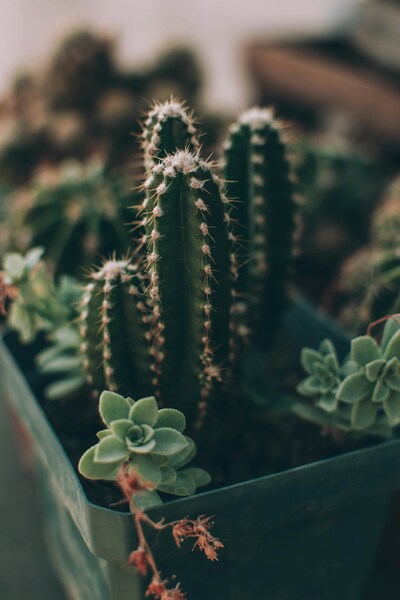 4K Aesthetic Cactus Wallpaper – Realistic