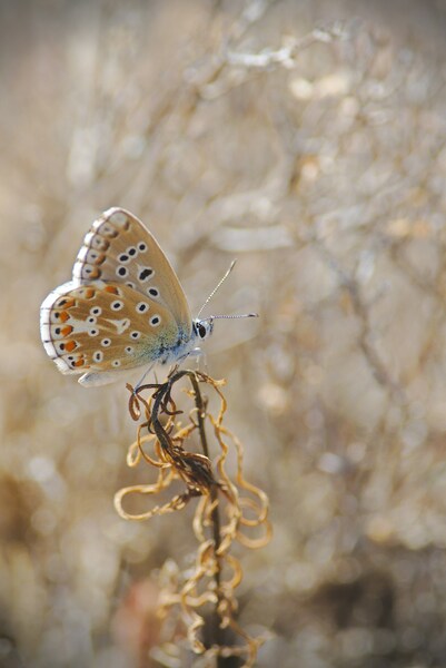 • Butterfly Aesthetic Wallpaper – Blue and Green • Blue and Green Butte