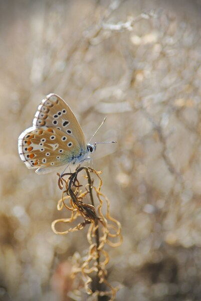 • Butterfly Aesthetic Wallpaper – Blue and Green • Blue and Green Butte