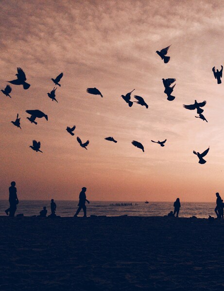 • ‘Beautiful Birds Flying at Sunset – Aesthetic Wallpaper for iPhone 4K U