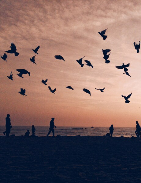 • ‘Beautiful Birds Flying at Sunset – Aesthetic Wallpaper for iPhone 4K U
