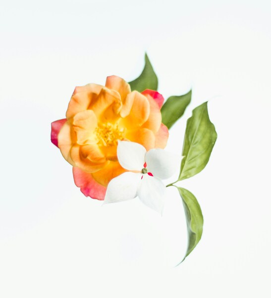 – Vivid Rose Flower Wallpaper – Minimalist Aesthetic 4K HD – Stunning Rose