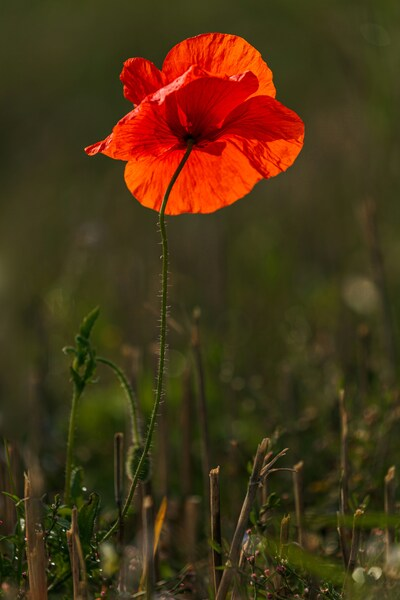 Flower, Specifically A