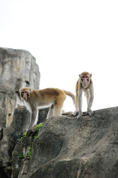 • Monkeys on a Rocky Outcrop – Wallpaper • 4K Ultra HD Background – Aes