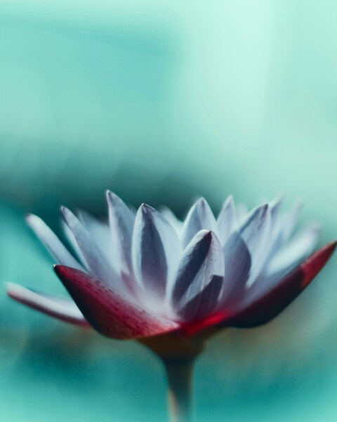 • Lotus