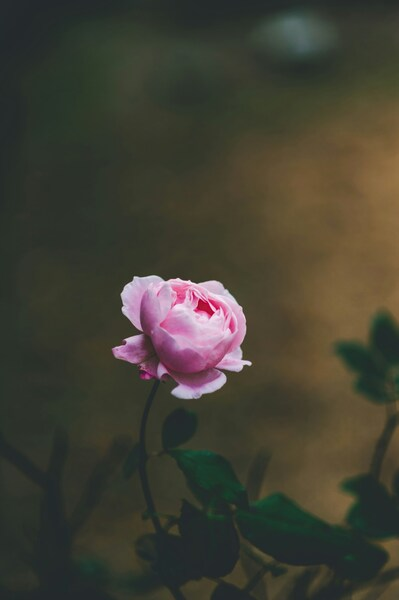 Aesthetic Rose Wallpaper – Pink Flower Photography – HD, 4K Background