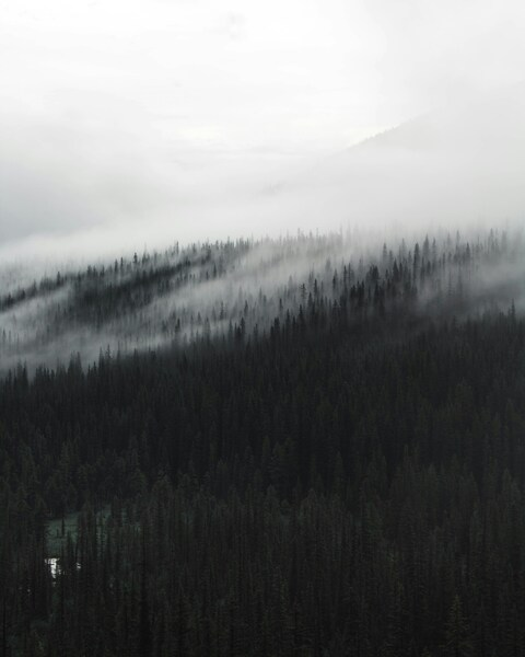 - 'Misty Mountain Forest Wallpaper - Aesthetic Nature Scene' - 'Moody Cloud