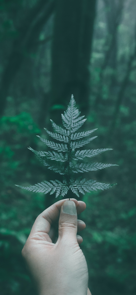 Aesthetic Fern Wallpaper | Forest Nature Wallpaper, High Resolution, 4K