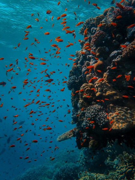 Ocean
