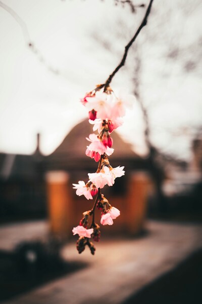 Pink Cherry Blossoms Wallpaper – Minimalist Spring Aesthetic – 4K
