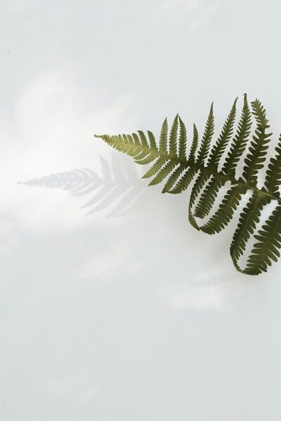 • ‘Fern Leaf Wallpaper – Minimalist Nature Aesthetic 4K’ • ‘Fern Leaf D