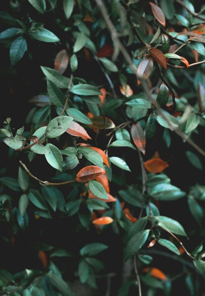 • Aesthetic Green and Red Leaves Wallpaper – Minimalist Nature iPhone 4K