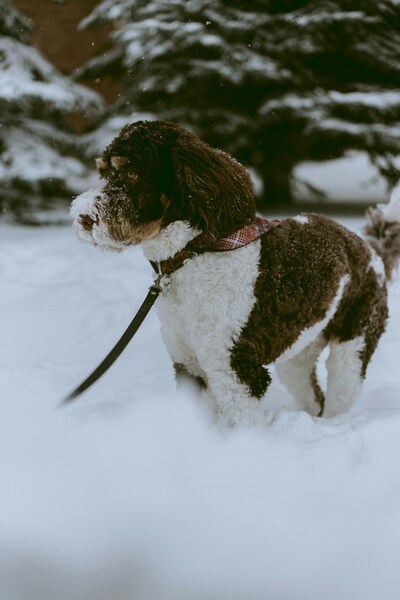 Cute Dog on a Leash in the Snow – Wallpaper – 4K Ultra HD