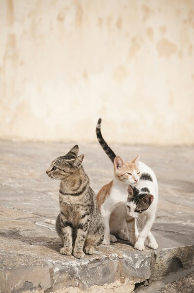 • 4K Wallpaper – Cats and Kitten on Wall
